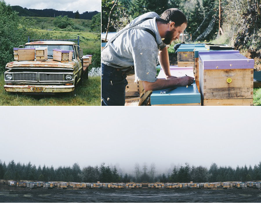 Pacific Northwest Wild Blackberry Honey by Beekeeper Henry Storch